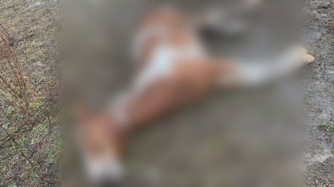 Brown and white horse killed by gunfire - brown and white